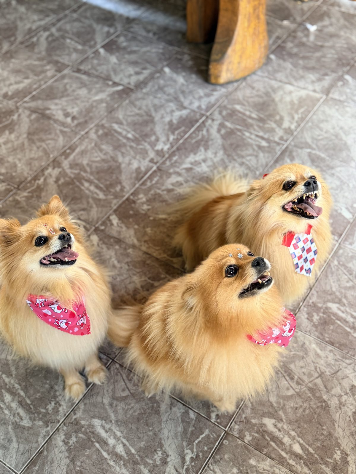 Três cães da raça pomeranian com bandanas coloridas